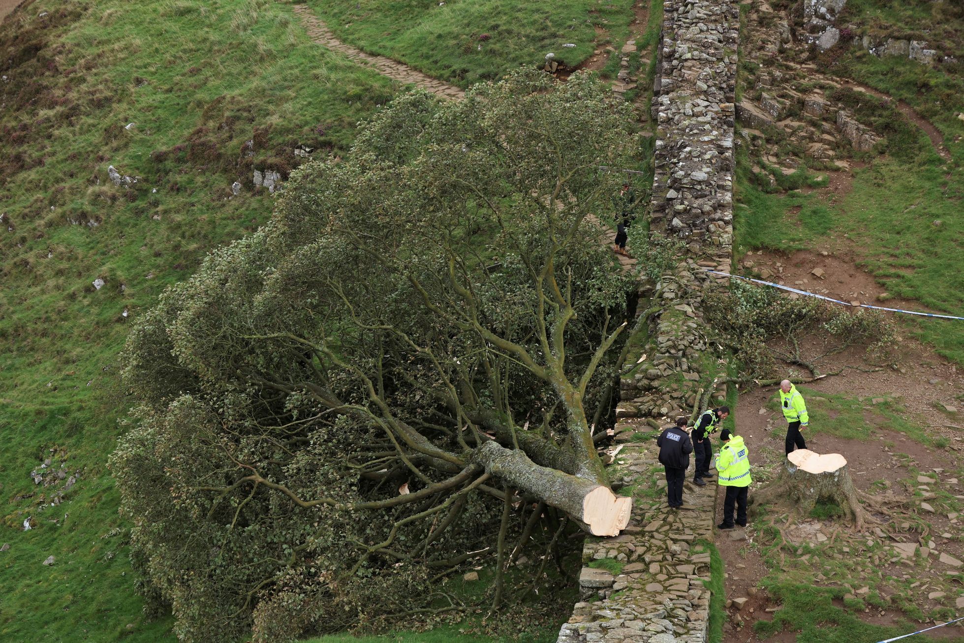 Sycamore gap, strom, Anglie