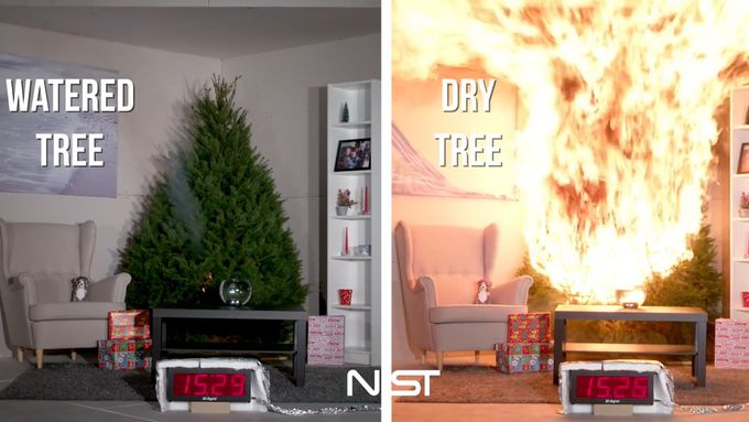 Vědci z amerického Marylandu podnikli experiment se zalévaným versus suchým vánočním stromečkem.