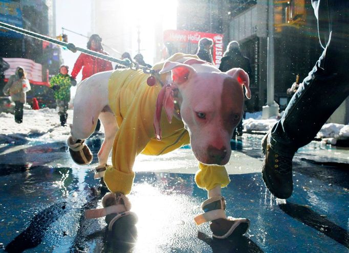 Psíka na Times Square v New Yorku jeho majitelé vybavili botičkami do nepohody.