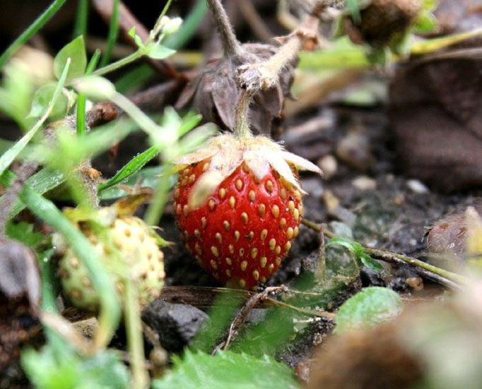 Koho by napadlo, že se dají v lednu trhat třeba takovéto jahody? Vyrostla na zahrádce před domem na Košířském náměstí v Praze. Botanici kroutí krkem a Maruška z pohádky 12 měsíčků by se jistě radovala.