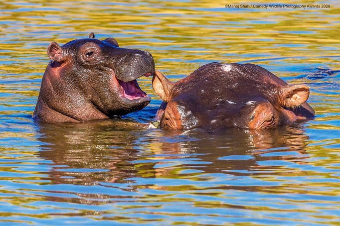 Vtipné fotky zvířat: Comedy Wildlife Photography Awards 2020