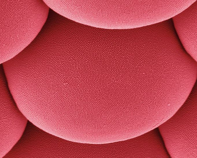 Asian Tiger Mosquito Compound Eye Compound eye ommatidia of a female Asian Tiger Mosquito (Aedes albopictus).