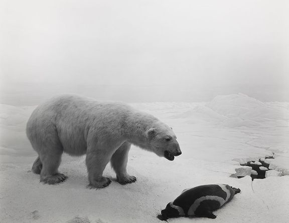 Hiroši Sugimoto: Lední medvěd, 1976