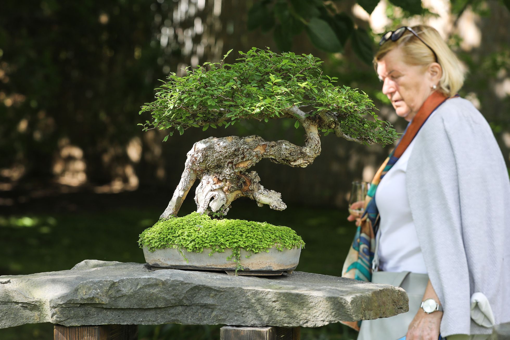 Nejlepší české bonsaje - výstava, Botanická zahrada