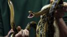 A worker holds snakes which were caught in mainland China, and had their teeth removed, at a snake soup shop in Hong Kong January 29, 2013. There are scores of people in Hong Kong who have through generations tamed snakes to make soup out of them, a traditional cuisine believed to be good for the health. Yet the people behind providing fresh snakes for the savoury meal thought to speed up the body's blood flow and keep it strong in the cold winter months may be doomed, with young people increasingly reluctant to take on a job they see as hard and dirty. Picture taken January 29, 2013. REUTERS/Bobby Yip (CHINA - Tags: ANIMALS SOCIETY FOOD) Published: Úno. 7, 2013, 2:01 odp.