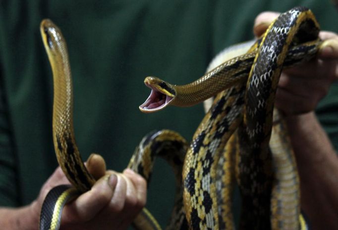 A worker holds snakes which were caught in mainland China, and had their teeth removed, at a snake soup shop in Hong Kong January 29, 2013. There are scores of people in Hong Kong who have through generations tamed snakes to make soup out of them, a traditional cuisine believed to be good for the health. Yet the people behind providing fresh snakes for the savoury meal thought to speed up the body's blood flow and keep it strong in the cold winter months may be doomed, with young people increasingly reluctant to take on a job they see as hard and dirty. Picture taken January 29, 2013. REUTERS/Bobby Yip (CHINA - Tags: ANIMALS SOCIETY FOOD) Published: Úno. 7, 2013, 2:01 odp.