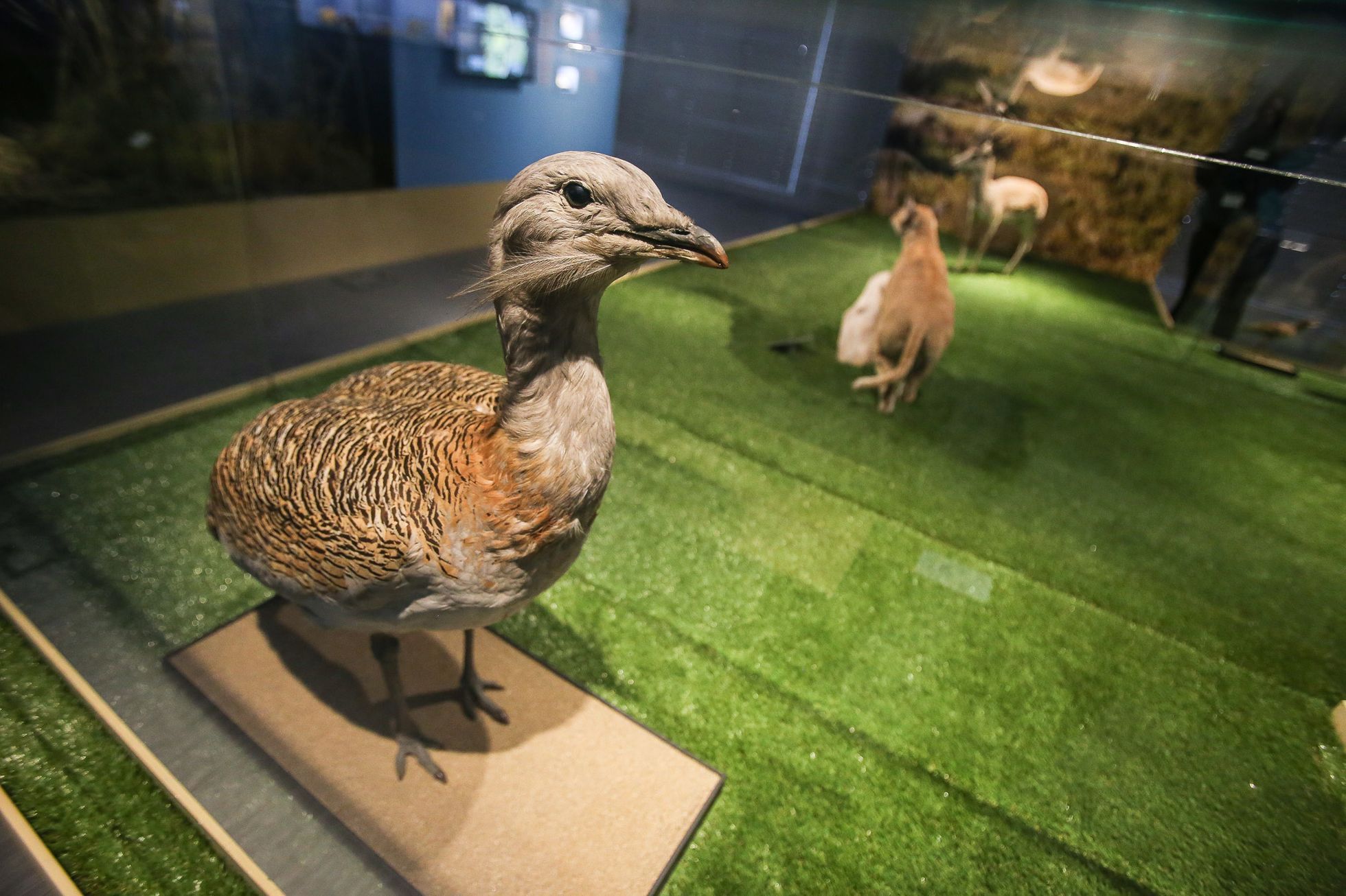 Zahájení přírodopisné výstavy Světlo a život v Nové budově Národního muzea
