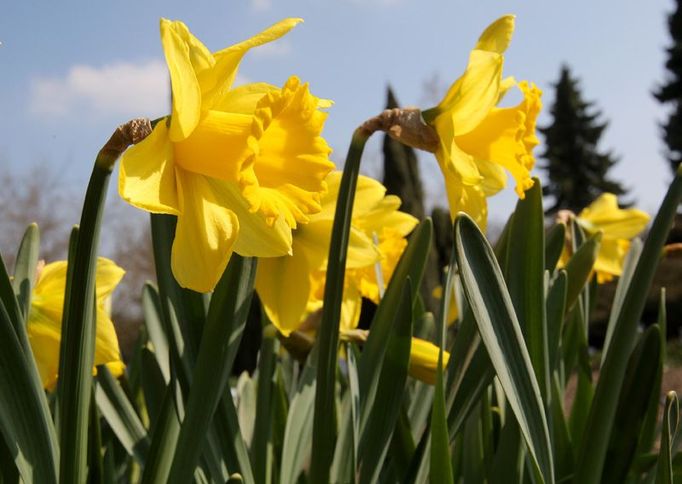 Narcis zahradní, posel jara z botanické zahrady v Tróji.