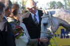 The Princess meets the winner of The Velká Pardubická Steeplechase, a seven-year-old white mare Sixteen. The Agriculture Minister Petr Gandalovič looks reasonably happy.
