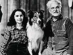 Odvážná Lassie, 1946.