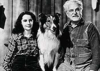 Elizabeth Taylor - Odvážná Lassie 1946