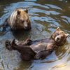 Slovensko a medvědi - zoo Bojnice a Mosty u Jablunkova