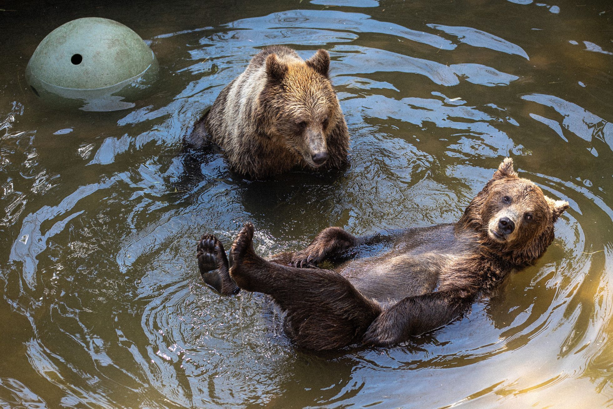 Slovensko a medvědi - zoo Bojnice a Mosty u Jablunkova