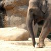 Sloni v pražské ZOO
