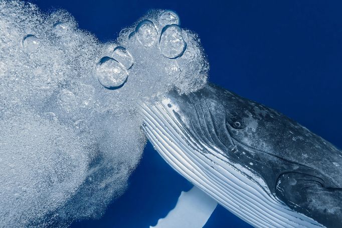 Underwater Photographer of the Year 2020 - vítězné fotografie