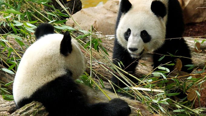 Panda Chuan-chuan a její partner Jüan-c' v zoo Beauval ve Francii.