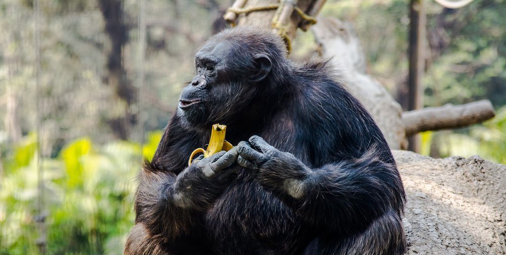 šimpanz banán