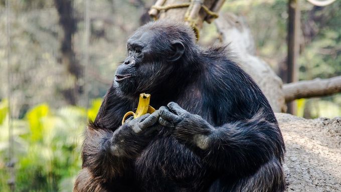 U šimpanzů to vypadá komicky. A šlo jen o banán.