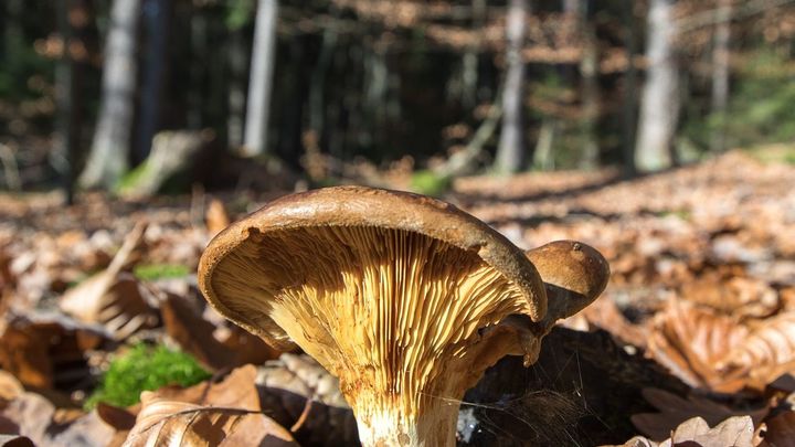 Které houby sbírat? A jak les pomocí hub komunikuje? Ptejte se mykologa Petra Kohouta; Zdroj foto: Jakub Plíhal