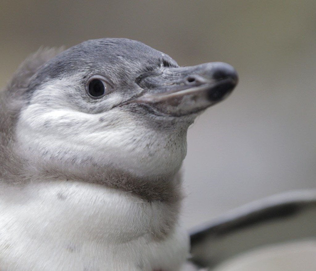 Mládě tučňáka Humboldtova