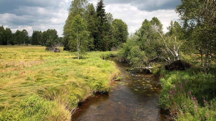 Výprava do šumavské divočiny: Zázrak uprostřed Evropy láká i v době covidu; Zdroj foto: Josef Pecka