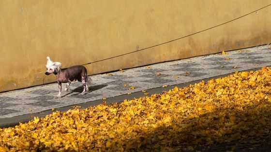 Tak vypadá český podzim na fotkách zahraničních agentur