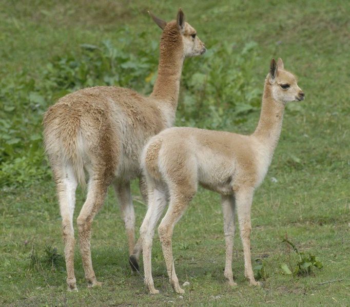 Lama vikuňa v plzeňské Zoo.