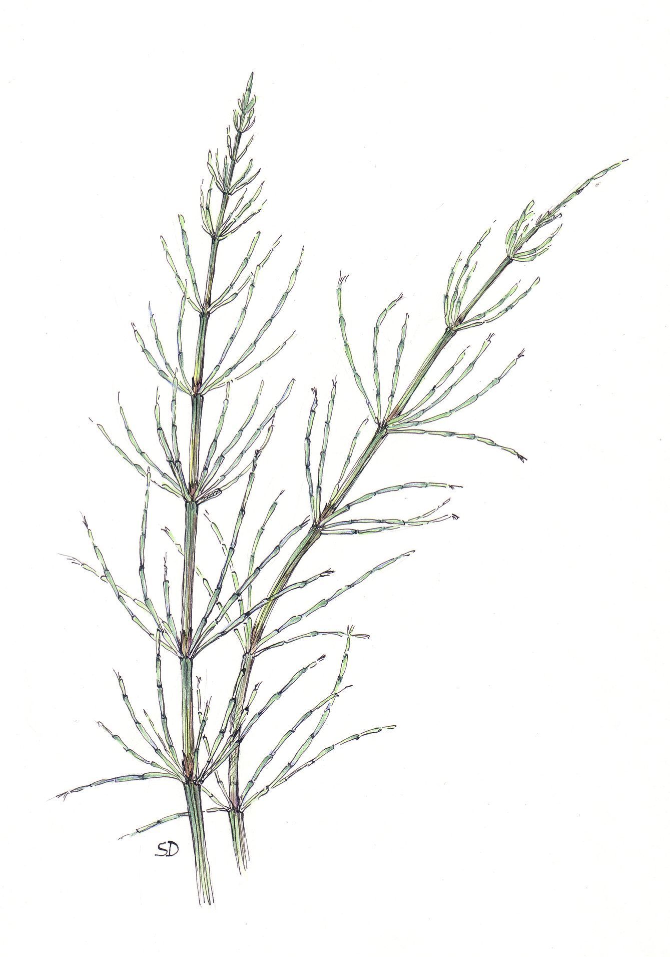 kresby, dr. dudek. bylinky