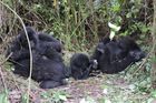 gorila horská kongo