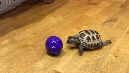 Internet baví video s želvou, která si hraje s míčkem jako pes