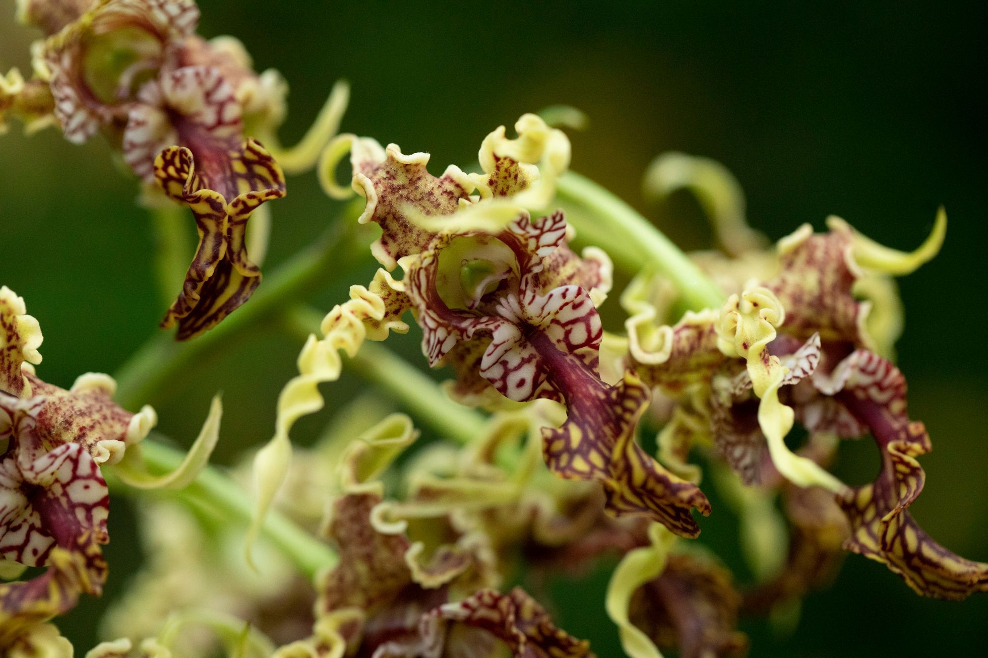 Botanická zahrada, fata morgana