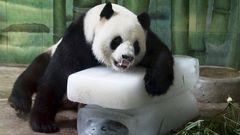 Giant panda Weiwei leans on ice blocks to cool off inside its enclosure at a zoo in Wuhan