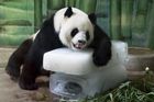 Zemřela nejstarší panda chovaná v zajetí, v přepočtu na lidský věk překonala stovku