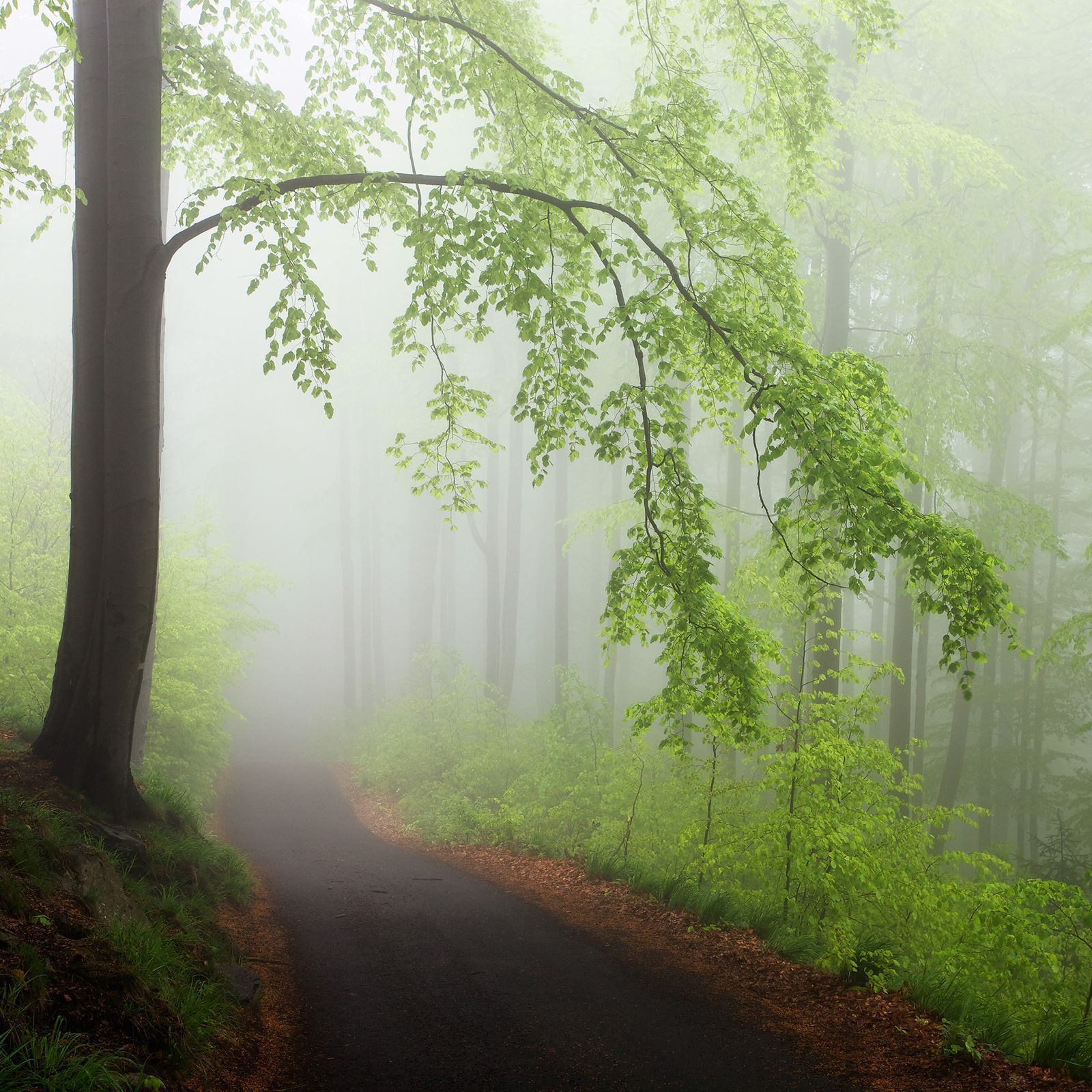 Martin Rak: české lesy na fotografiích