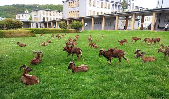 Mufloni v areálu Thomayerovy nemocnice