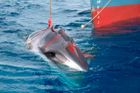 Ukradli japonští velrybáři maso kytovců? Rozhodne soud