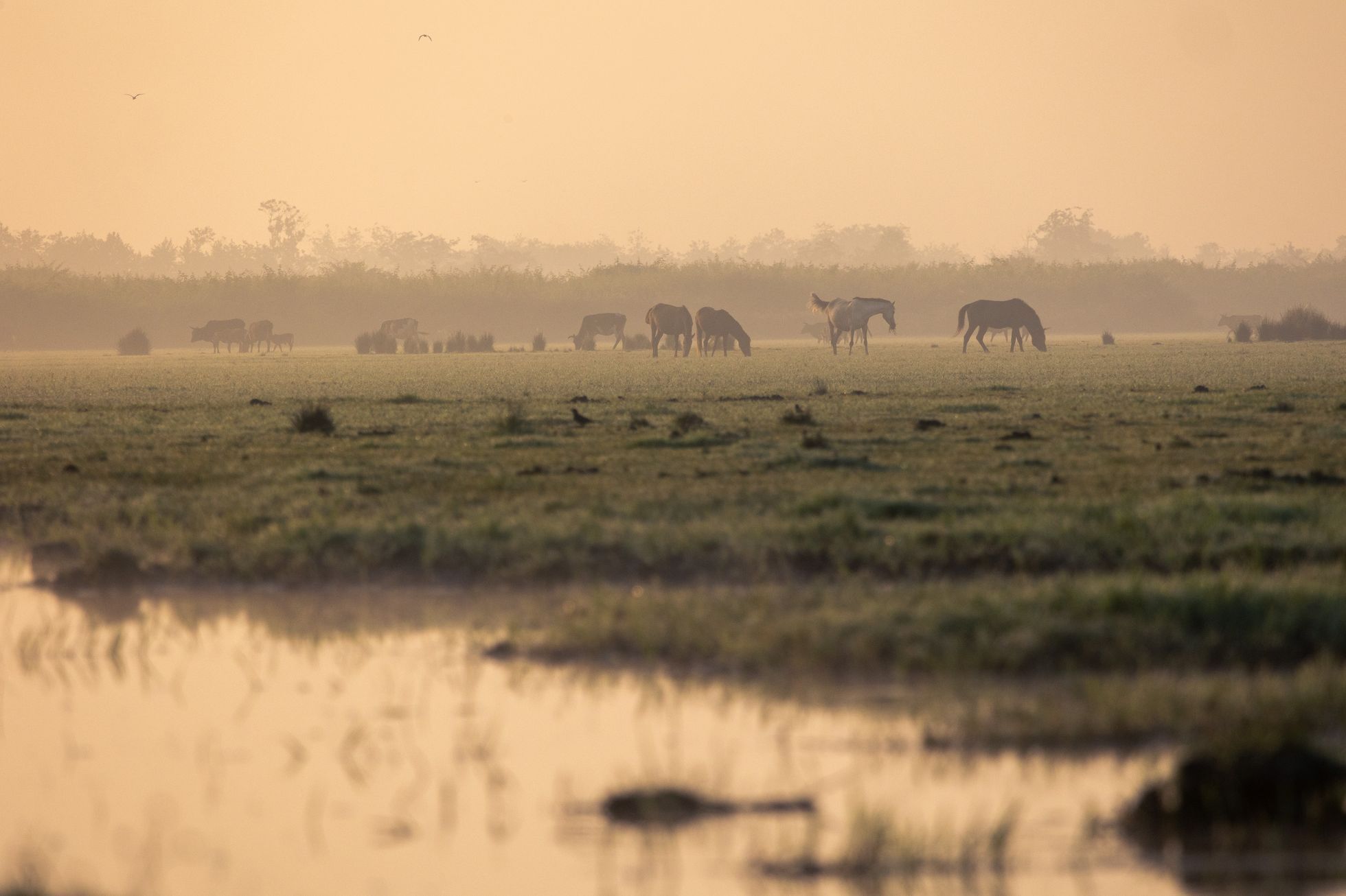 Dan Přibáň, žlutá žába, Irán volume II, příběh 8