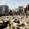 Španělsko, Madrid, ovce, pochod, tradice