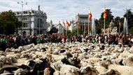 Stádo ovcí se valí centrem Madridu při každoročním pastýřském průvodu. Akce, která připomíná dávné migrační stezky stád napříč Španělskem, se letos konala v říjnu a přilákala tisíce zvědavců do ulic hlavního města.