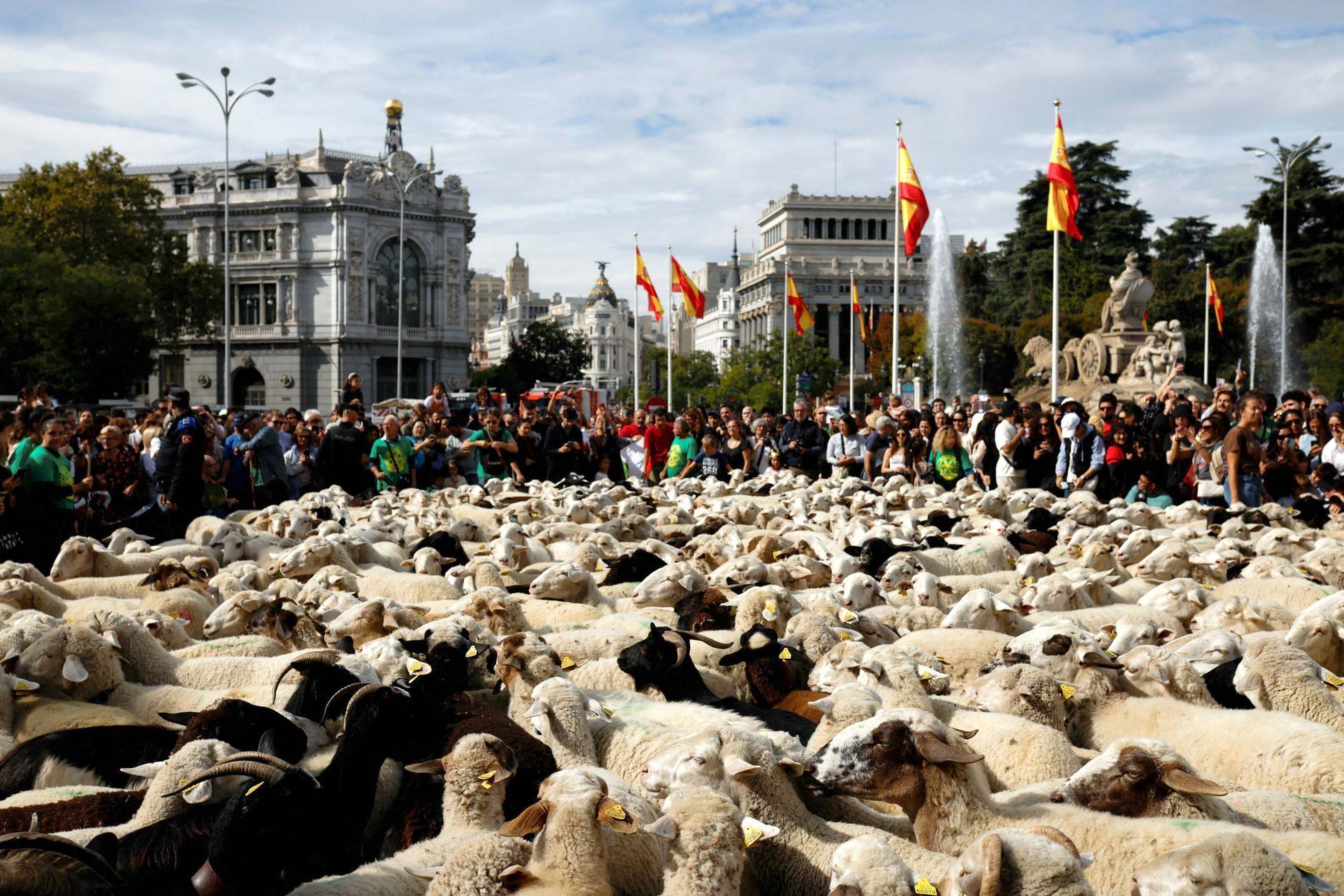 Španělsko, Madrid, ovce, pochod, tradice