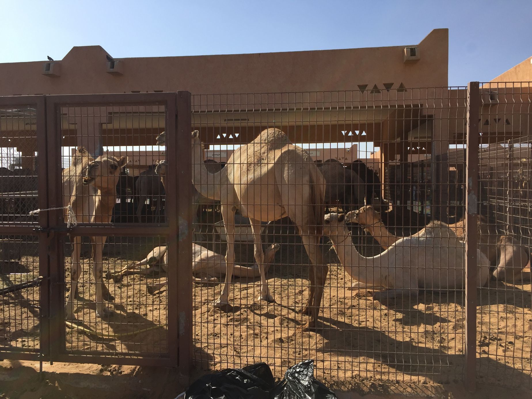 Spojené arabské emiráty
