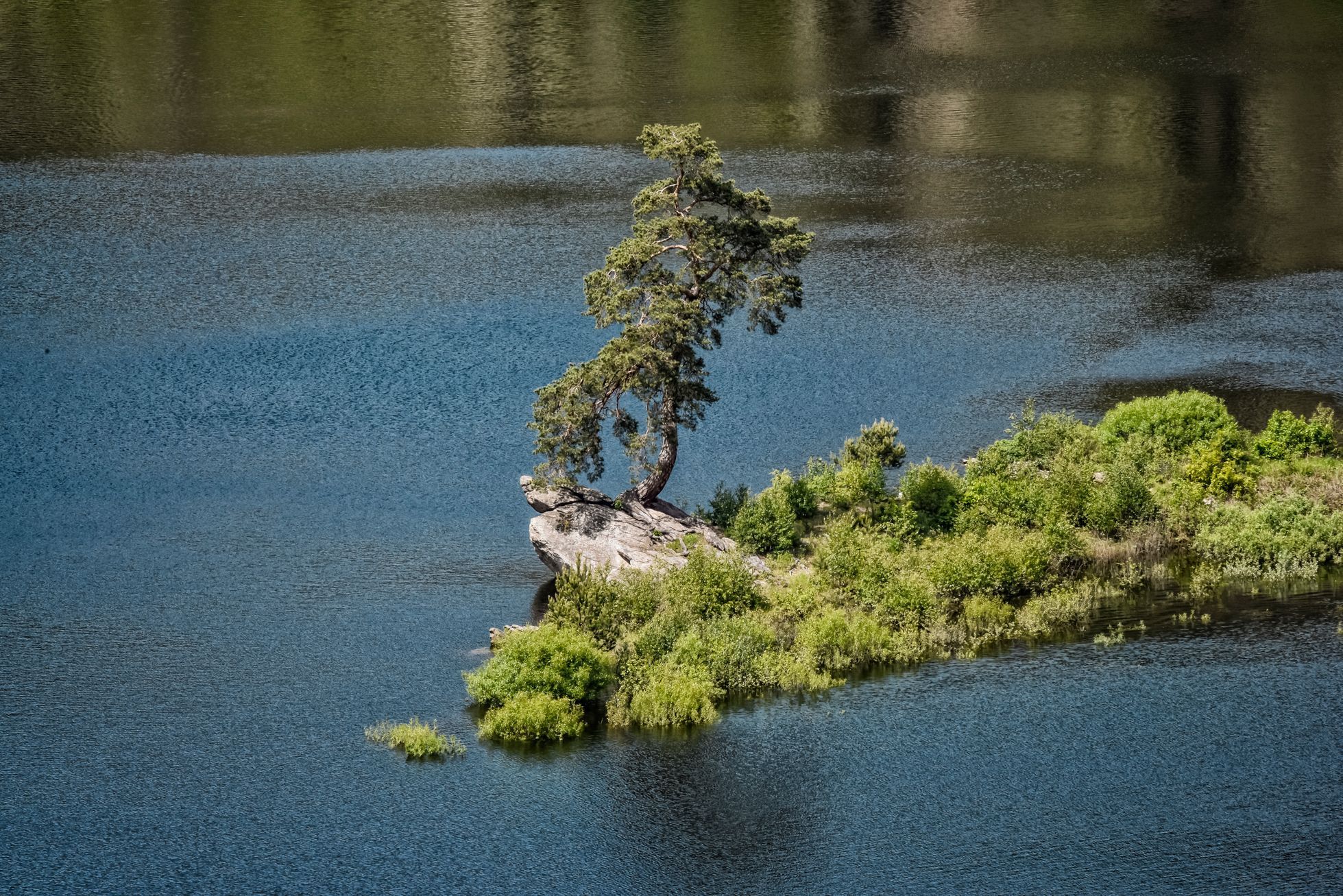 Strom roku 2019 - vítěz - Chudobínská borovice