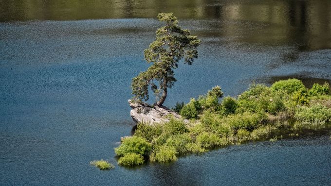 Příběh českého Stromu roku. Odolná borovice přežila zatopení vesnice