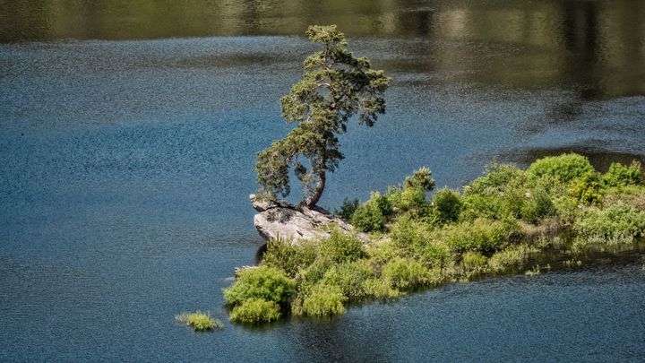 Ves skončila na dně Vírské přehrady. Zbyla jen borovice, která se stala Stromem roku