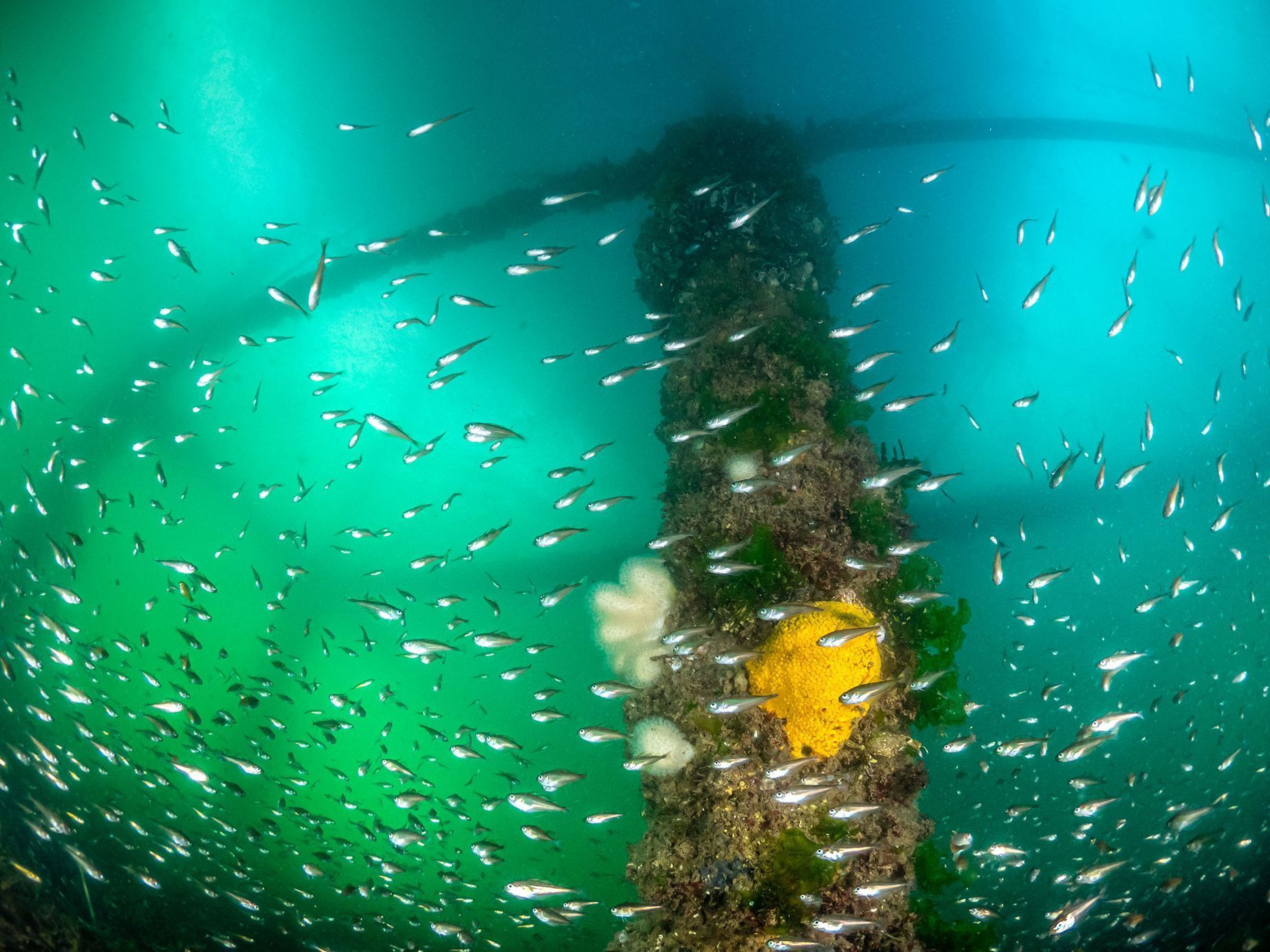 Underwater Photographer of the Year 2020 - vítězné fotografie