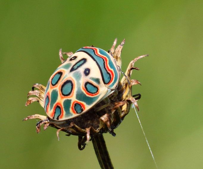 Štítovka mnohými přezdívaná jako "Picassův brouk". (Sphaerocoris annulus)