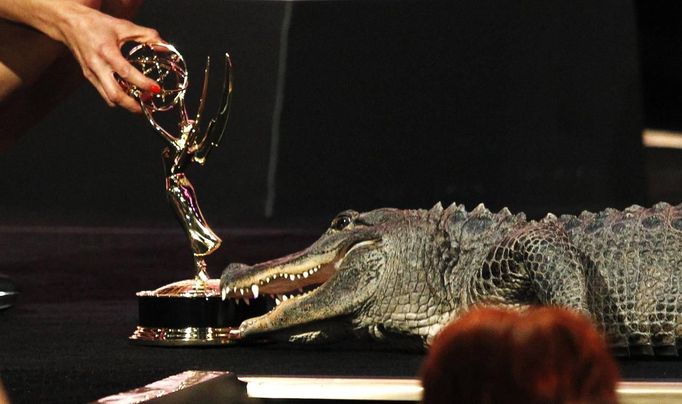 An alligator is seen next to an Emmy which was accepted on behalf of Kevin Clash, who won for "Outstanding Performance in a Children�s Series", for his role as Elmo on "Sesame Street", during the 39th Daytime Emmy Awards in Beverly Hills, California June 23, 2012. REUTERS/Mario Anzuoni (UNITED STATES - Tags: ENTERTAINMENT ANIMALS TPX IMAGES OF THE DAY) Published: Čer. 24, 2012, 5:48 dop.