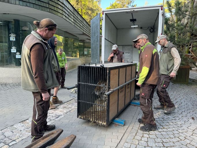 Tygr zabavený na Vsetínsku při transportu do liberecké zoo.