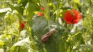 A snail (Helix Aspersa) sits on a leave in a farm in Vienna June 12, 2013. Andreas Gugumuck owns Vienna's largest snail farm, exporting snails, snail-caviar and snail-liver all over the world. The gourmet snails are processed using old traditional cooking techniques and some are sold locally to Austrian gourmet restaurants. Picture taken June 12, 2013. REUTERS/Leonhard Foeger (AUSTRIA - Tags: ANIMALS FOOD SOCIETY) Published: Čec. 16, 2013, 11:09 dop.