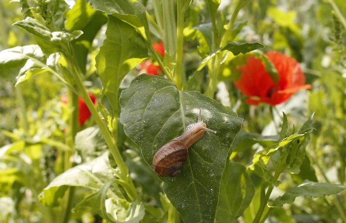 A snail (Helix Aspersa) sits on a leave in a farm in Vienna June 12, 2013. Andreas Gugumuck owns Vienna's largest snail farm, exporting snails, snail-caviar and snail-liver all over the world. The gourmet snails are processed using old traditional cooking techniques and some are sold locally to Austrian gourmet restaurants. Picture taken June 12, 2013. REUTERS/Leonhard Foeger (AUSTRIA - Tags: ANIMALS FOOD SOCIETY) Published: Čec. 16, 2013, 11:09 dop.